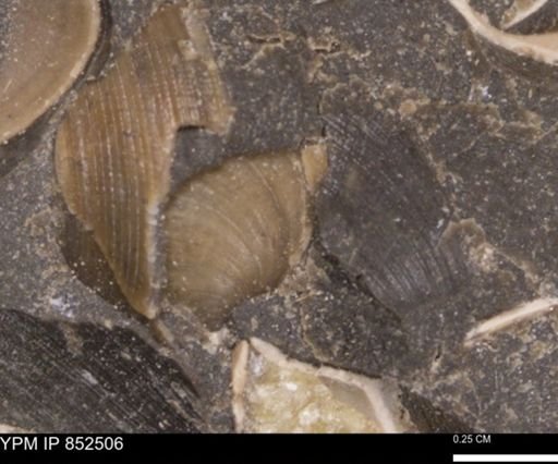 Limopsis striatopunctatus