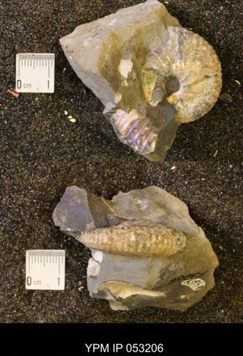 Discoscaphites conradi