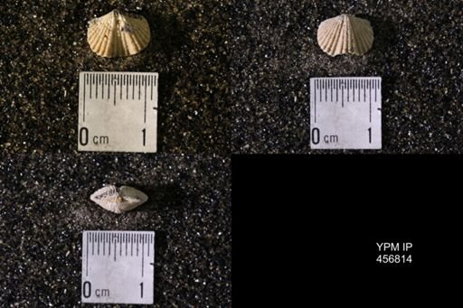 taxon undetermined