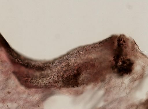 Ircinia strobilina