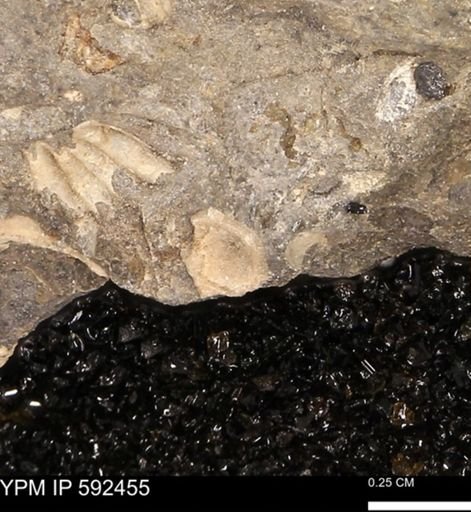 undet. Ammonoidea
