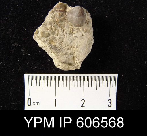 Dalmanella concavoconvexa