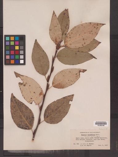 Populus balsamifera