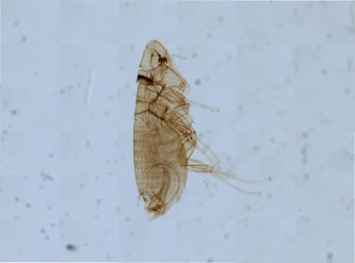 Leptopsylla segnis