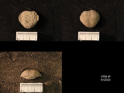 Pustula pustulosa