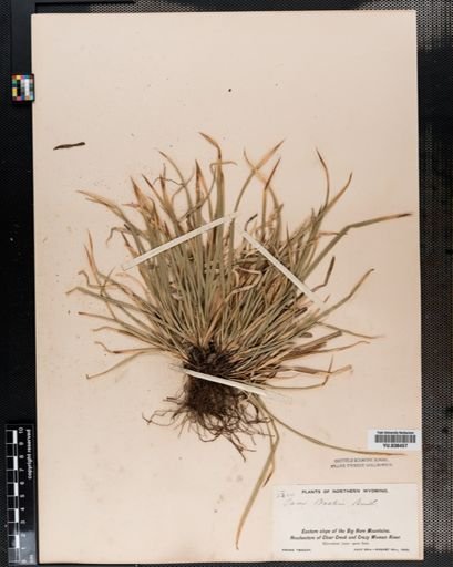 Carex backii