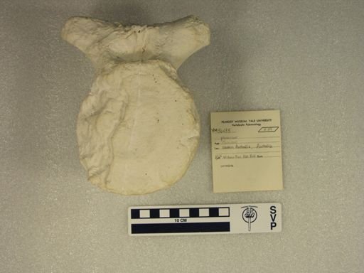 Plesiosauroidea