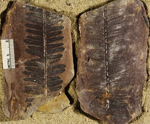 Pecopteris
