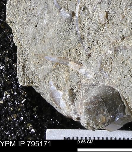 undet. Bivalvia