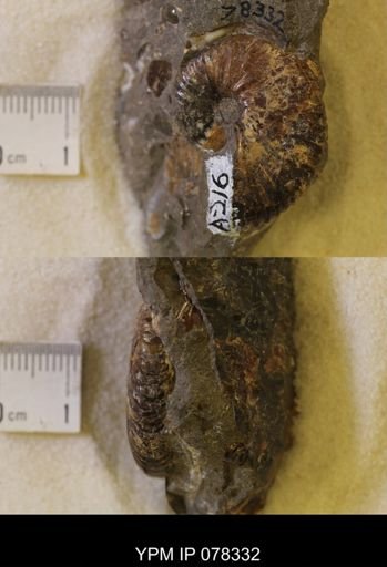 Jeletzkytes nebrascensis