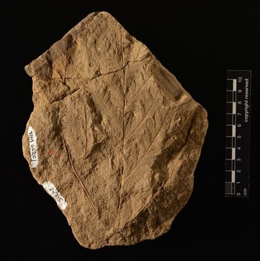 Sphenopteris lakesii
