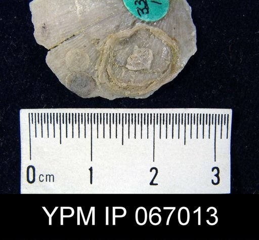 Crania famelica