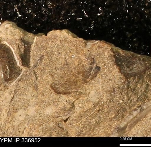 undet. Mollusca