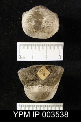 Productus longispinus