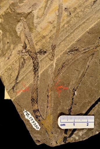 Lepidodendron sp.