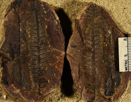 Pecopteris sp.
