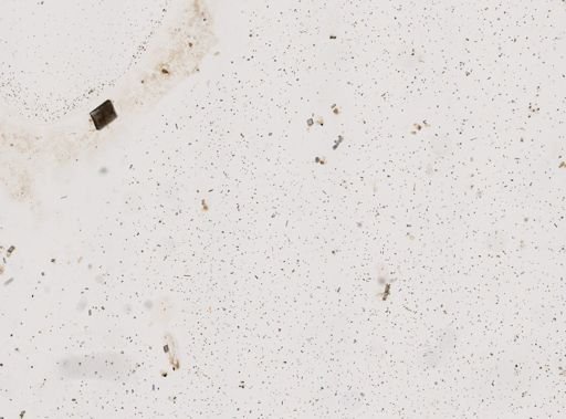 Aplysina sp.