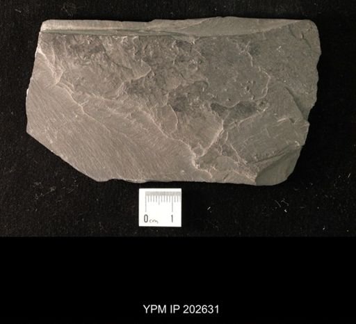 Viriatellina fuchsi