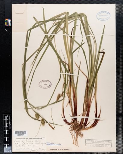 Carex hystericina