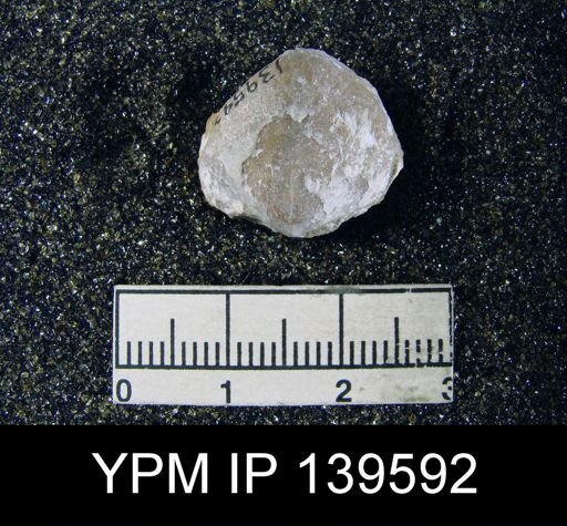 Spirigerella numismalis