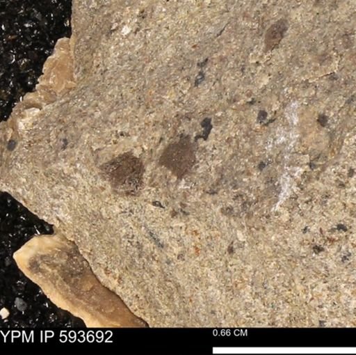 Baculites sp.
