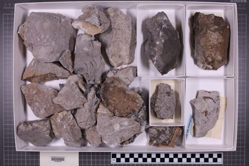 mixed taxa, stratigraphic collection