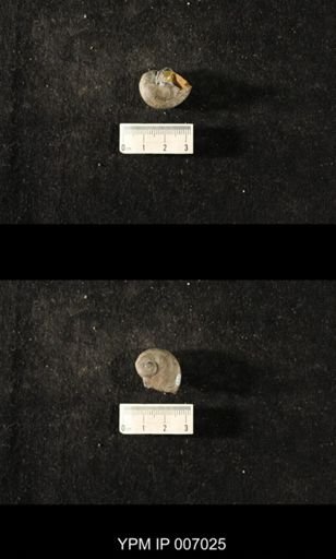Platyostoma lineata