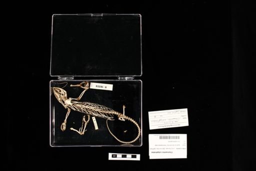 Chamaeleo calyptratus