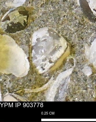 Corbulamella sp.