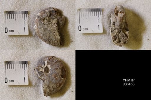 undet. Scaphitidae
