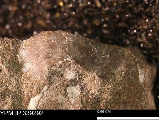 undet. Mollusca