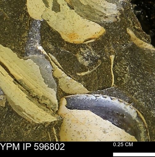 undet. Bivalvia