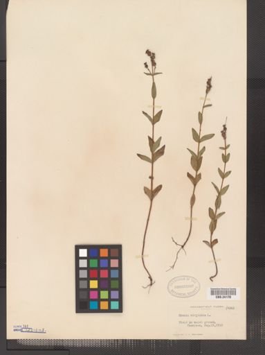 Rhexia virginica