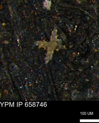 undet. Porifera