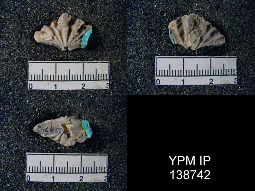 Spiriferina (Punctospirifer) cristata