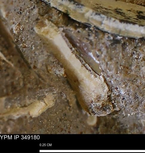 undet. Bivalvia