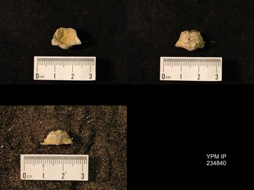 Marginifera wabashensis var. armata