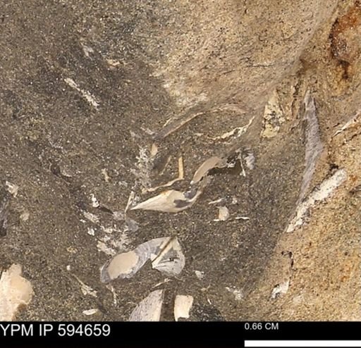 Protocardia sp.