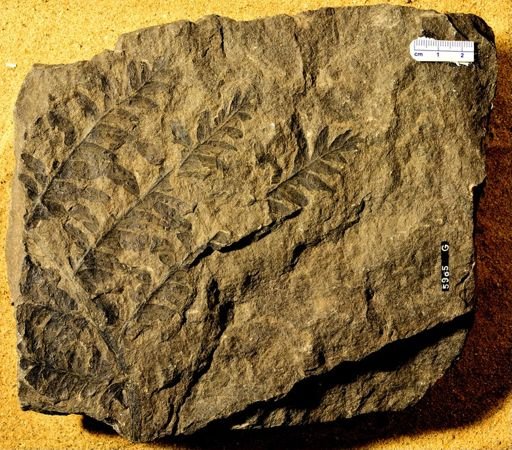 Pecopteris nervosa
