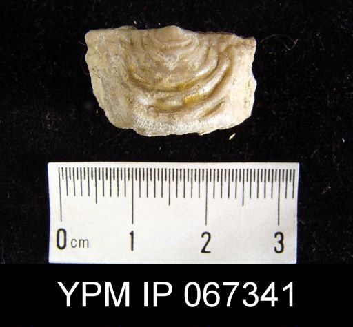 Leptaena rhomboidalis