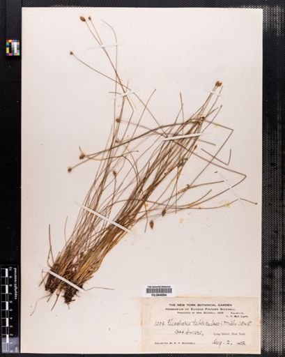 Eleocharis tuberculosa