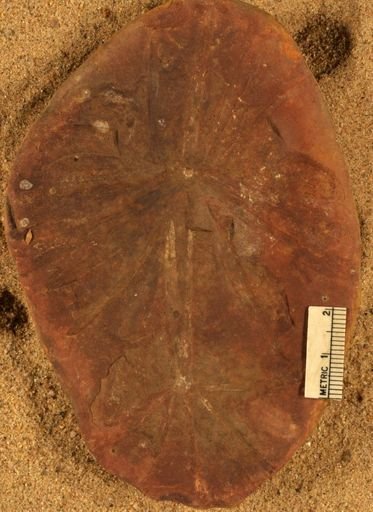 Annularia