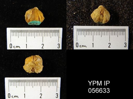 Uncinulus wadei