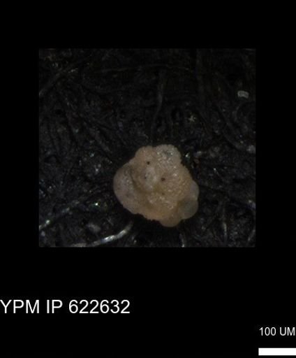 undet. Foraminiferida