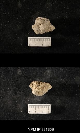 Cyclonema sp.