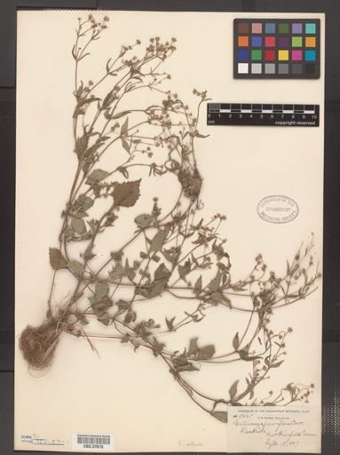 Galinsoga quadriradiata