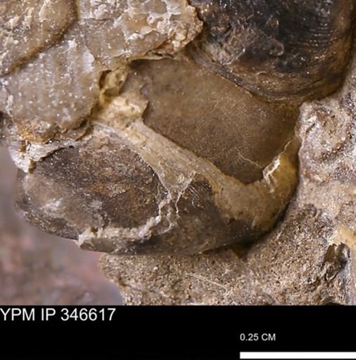 undet. Bivalvia