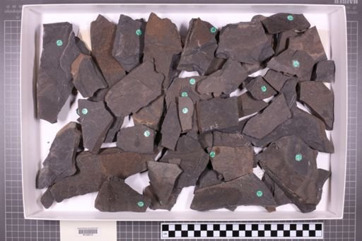 mixed taxa, stratigraphic collection