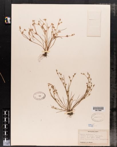 Juncus bufonius