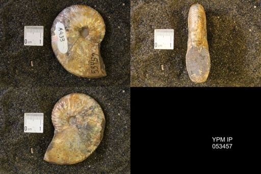 Hoploscaphites nicolletii